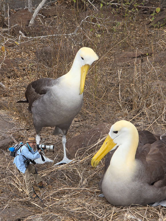 galapagos